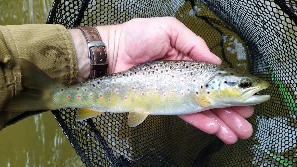 Photo of the Isle Beck trout